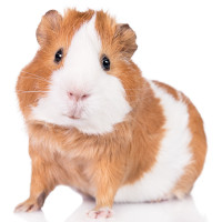 For the guinea pig