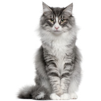 Norwegian Forest Cat