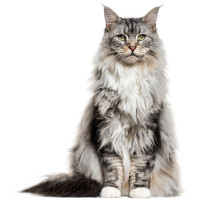 Maine coon