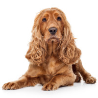 Cocker spaniel