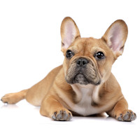 French bulldog