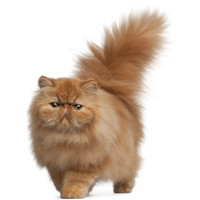 Persian cat