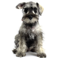 Schnauzer