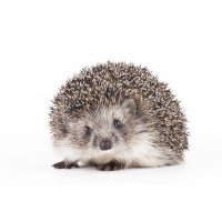 For hedgehogs