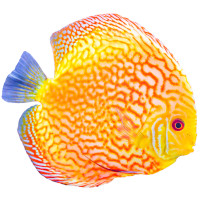 For discus fish