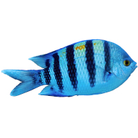 For cichlids