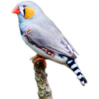 For zebra finches