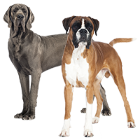 Large breed dog food