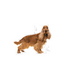 ROYAL CANIN Cocker Spaniel Adult 12kg