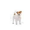 no pork ROYAL CANIN Jack Russell Terrier Adult 7.5kg