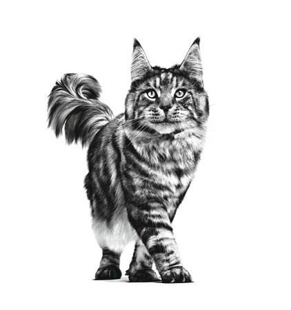 ROYAL CANIN Mobility 2kg