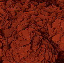 Tropical Astacolor 100 ml