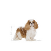 ROYAL CANIN Cavalier King Charles Spaniel Adult 1.5 kg