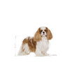 no pork ROYAL CANIN Cavalier King Charles Spaniel Adult 1.5kg