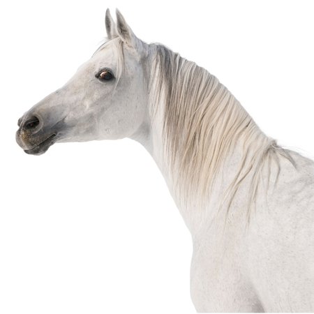 Lab-v EquiPregna Complementary feed mixture for pregnant and lactating mares, supporting pregnancy, fetal development, and milk production 2000g