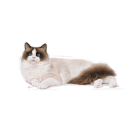 no pork ROYAL CANIN Ragdoll Adult 10kg