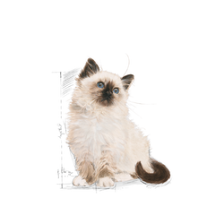 ROYAL CANIN Kitten 2kg