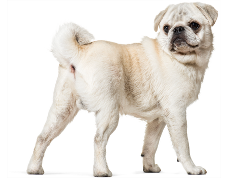 Lab-v Glandala - Supports the proper functioning of the anal glands and digestive tract in dogs 2x90 capsules 