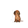 no pork ROYAL CANIN Dachshund Puppy 1.5kg