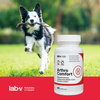 Lab-v Arthro Comfort – Comprehensive support for joint and musculoskeletal health in dogs and cats 45 capsules