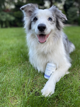 Lab-v Thyron – Support for proper thyroid function for dogs and cats 90 capsules