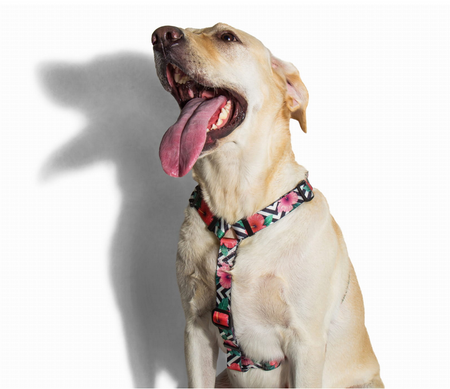 ZEE DOG Mahalo L dog harness