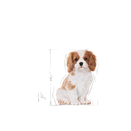 ROYAL CANIN Cavalier King Charles Spaniel Puppy 1.5kg