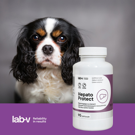Lab-v Hepato Protect – Liver support for dogs and cats 90 capsules