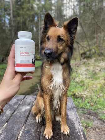 Lab-v Cardio Regeneration – Support for the proper functioning of the heart and circulatory system for dogs and cats 2x90 capsules