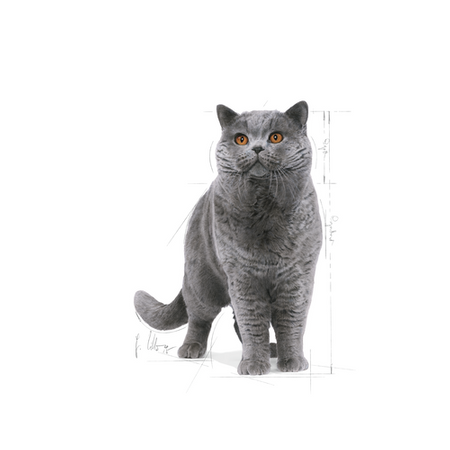 no pork ROYAL CANIN British Shorthair Adult 400g