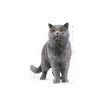 no pork ROYAL CANIN British Shorthair Adult 10kg