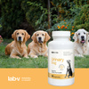 Lab-v Urinary Dog – Support for urinary tract infections in dogs 90 capsules