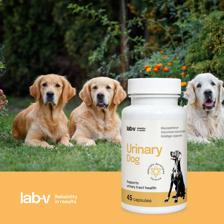 Lab-v Urinary Dog – Support for urinary tract infections in dogs 2x45 capsules