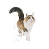 no pork ROYAL CANIN Sterilised in jelly 12x85g