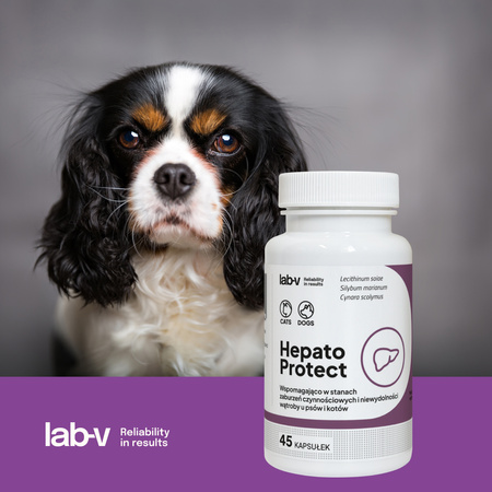 Lab-v Hepato Protect – Liver support for dogs and cats 45 capsules