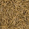 Tropical Meal Worms 100ml