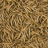 Tropical Meal Worms 250ml