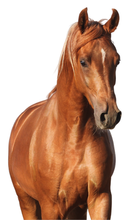 Lab-v EquiJunior Complementary feed mixture for foals, supporting growth, development, and proper nutrition of young horses and ponies 2000g