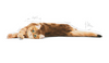 ROYAL CANIN Digestive Care 2kg