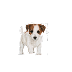 ROYAL CANIN Mini Puppy 8kg