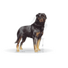 no pork ROYAL CANIN Rottweiler Adult 12kg