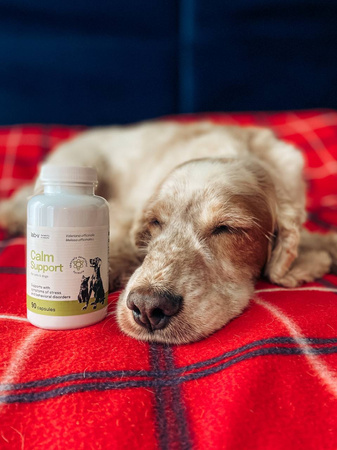 Lab-v Calm Support – Support for stress symptoms and behavioural disorders 2x90 capsules