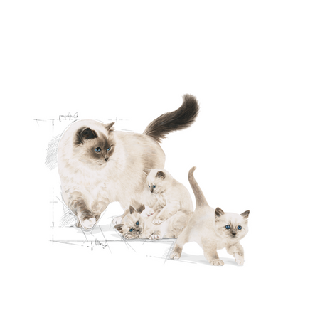 ROYAL CANIN Mother & Babycat 2kg