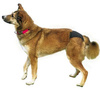 Trixie Protective Panties for Bitches Black S