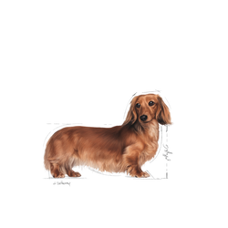 no pork ROYAL CANIN Dachshund Adult 1.5kg