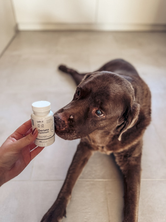 Lab-v Geriato Optimum – Health support for senior dogs and cats 45 capsules