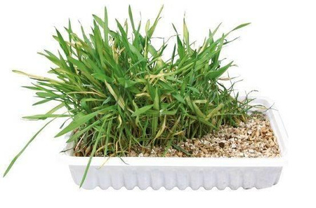 Trixie Grass for cats 100g