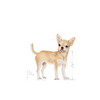 ROYAL CANIN Chihuahua Adult 12x85g
