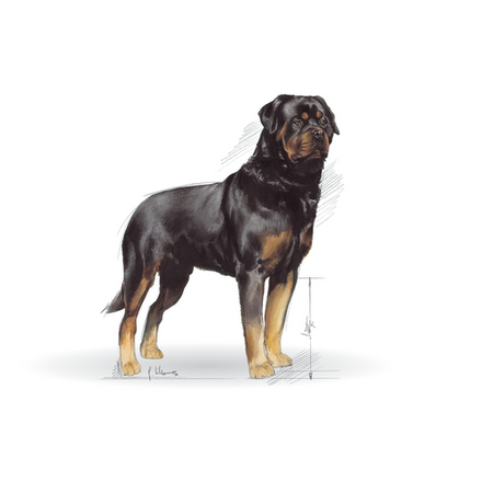 ROYAL CANIN Rottweiler Adult 12kg