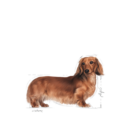 ROYAL CANIN Dachshund Adult 7.5kg